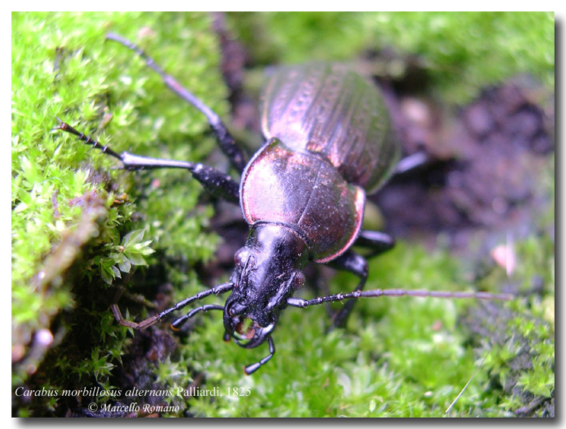 In Sicilia ancora tempo da lupi... e da Carabus morbillosus